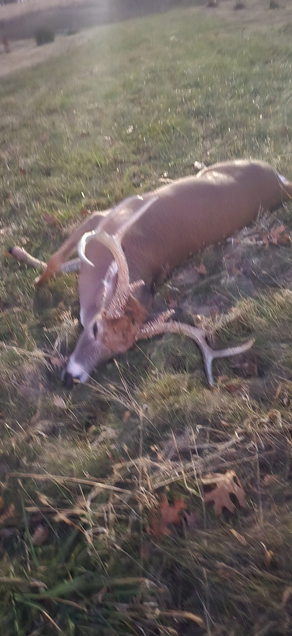 Crossbow 8 Pt. Using Decoys