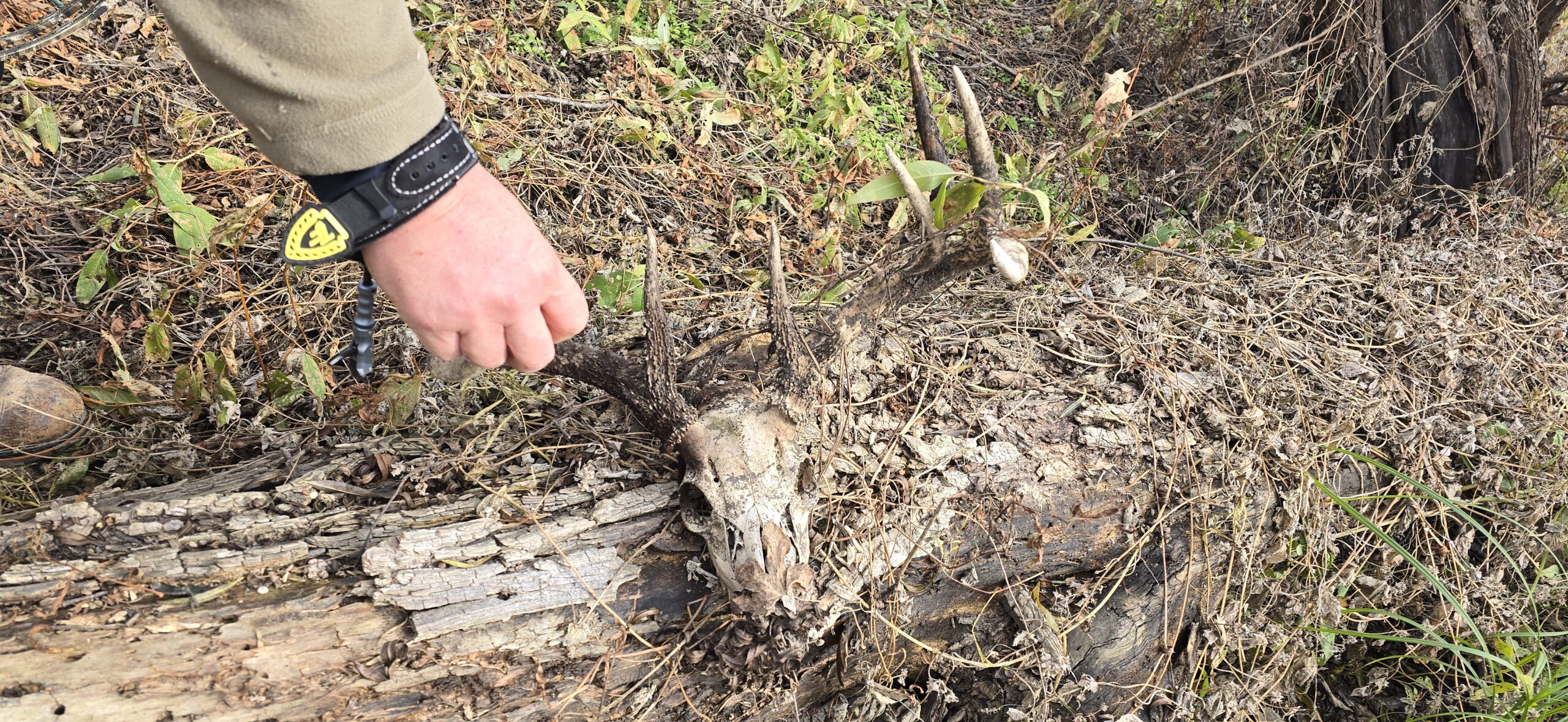 Nothing But a Dead-Head