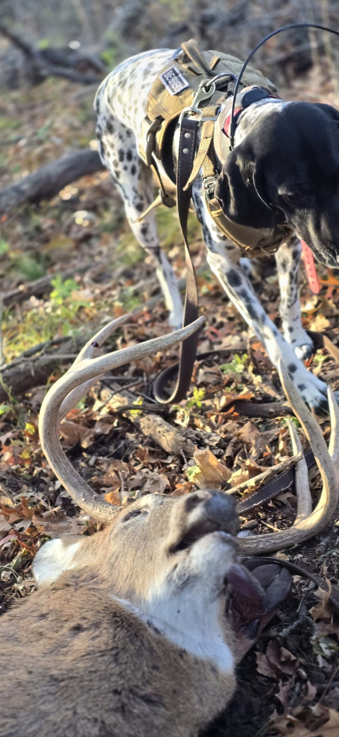 Success, Even With Multifloral.