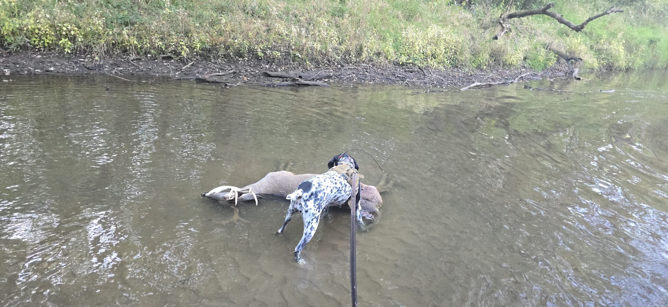 Oct 12, Gut Shot – Old Dogs