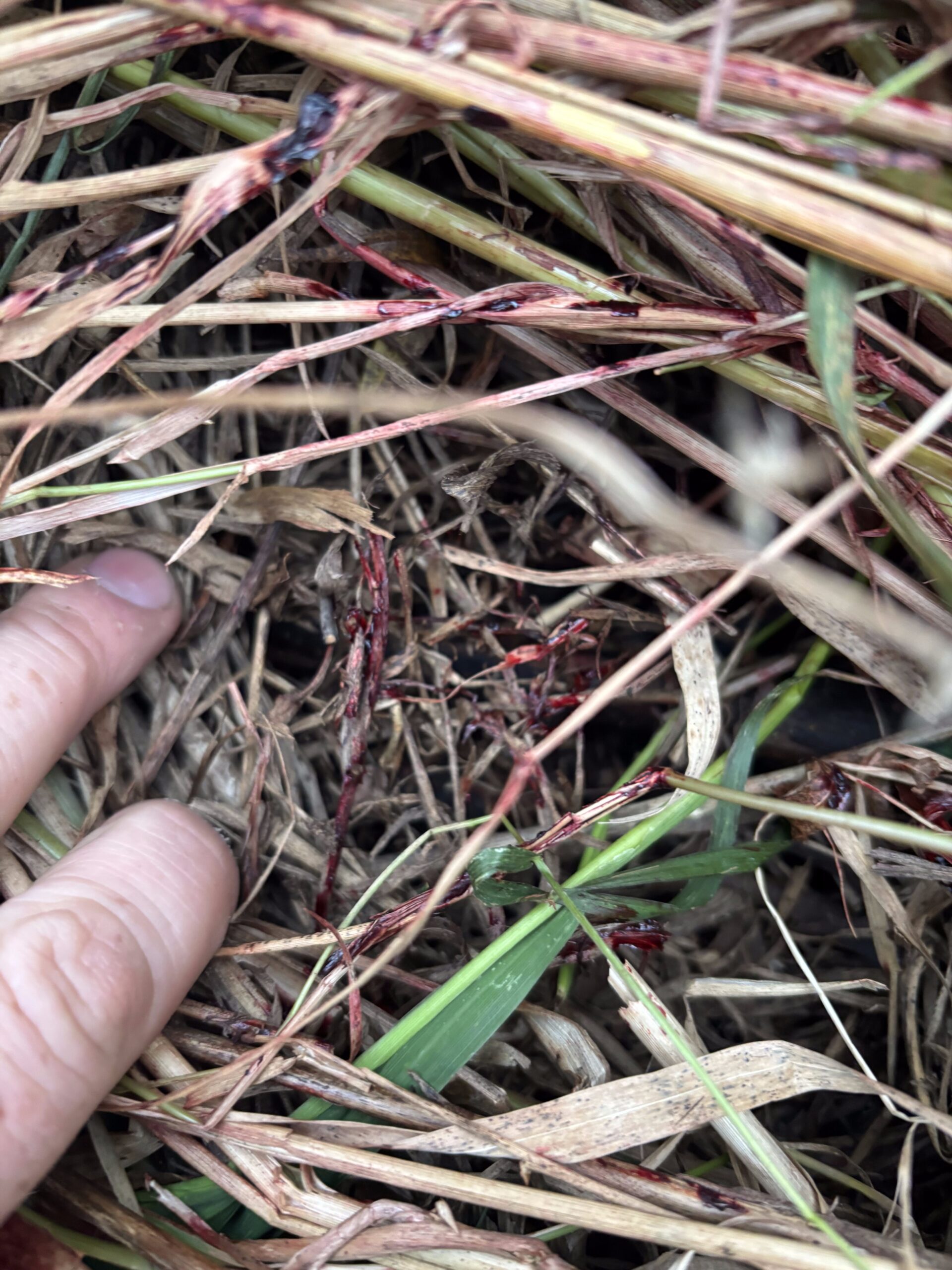 Oct 21, Suspected Gut/Liver Shot